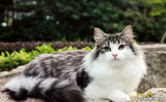 盘点体型最大的7种猫，没有想到它也上榜了
