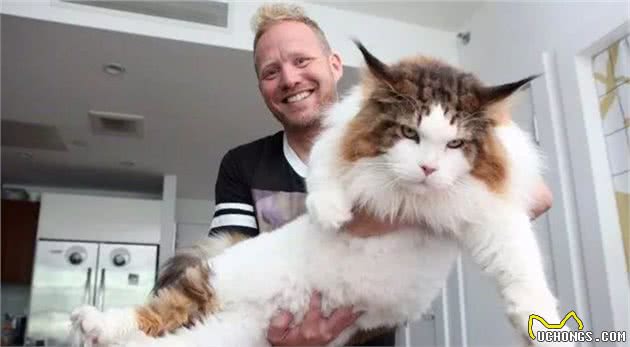盘点体型最大的7种猫，没有想到它也上榜了