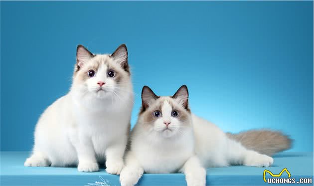 盘点体型最大的7种猫，没有想到它也上榜了