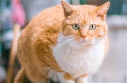 盘点体型最大的7种猫，没有想到它也上榜了