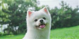 幼犬如何喂养才能保证其健康？铲屎官们快来了解一下