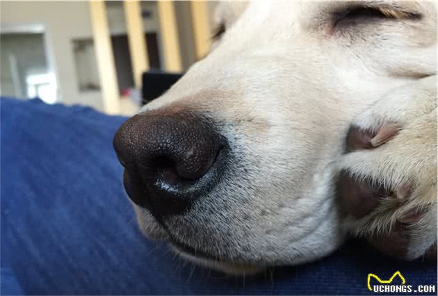 训犬本质并非暴力，教育时要注意这三个部位，粗暴行为将误伤爱犬