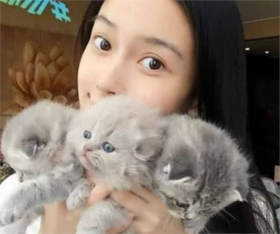折耳猫虽可爱，但这5个缺点，让很多人都不敢养