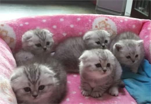 折耳猫虽可爱，但这5个缺点，让很多人都不敢养