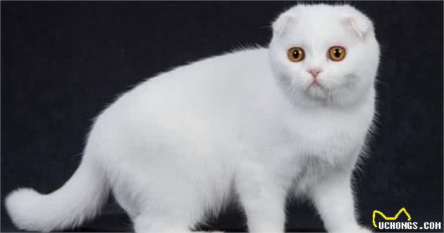 折耳猫虽可爱，但这5个缺点，让很多人都不敢养