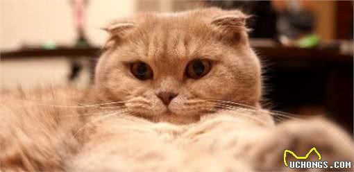 折耳猫虽可爱，但这5个缺点，让很多人都不敢养