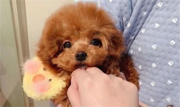 可怜的茶杯犬繁育下的悲哀