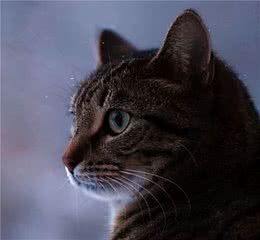 被CFA认证除名的中国狸花猫，到底有多优秀？
