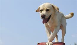 经验分享：如何养好一只拉布拉多犬