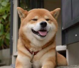 狗狗身上长皮屑三大常见原因