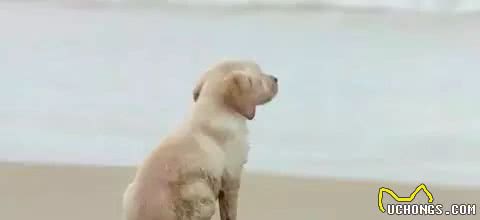 狗狗喜欢的这些东西，你给它准备了么？