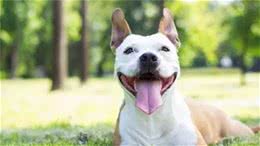 狗狗喜欢的这些东西，你给它准备了么？