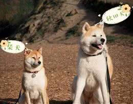 柴犬与秋田犬的区别是什么？