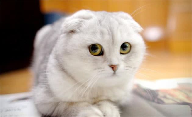 苏格兰折耳猫的起源及常见疾病