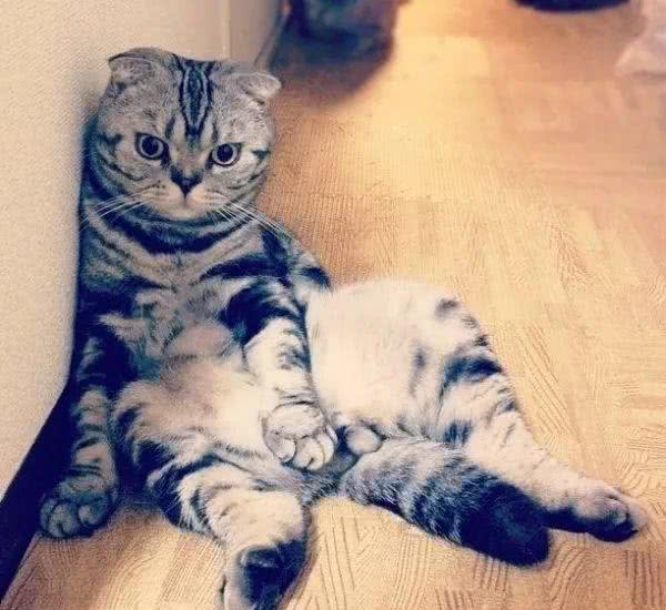 苏格兰折耳猫的起源及常见疾病