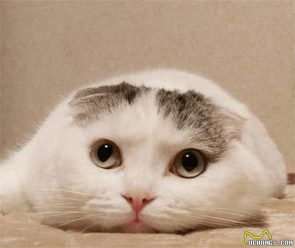 苏格兰折耳猫的起源及常见疾病