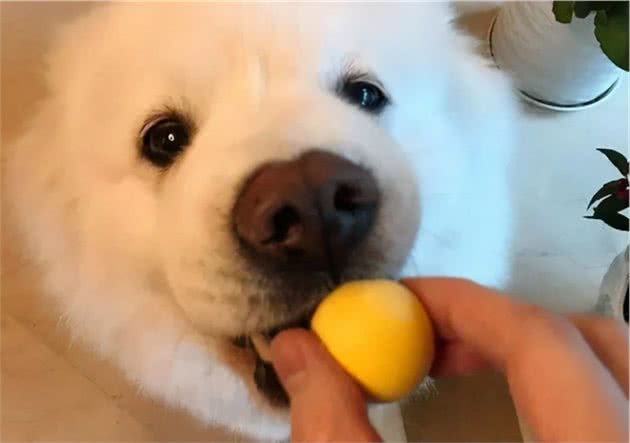 狗狗可以吃的常见食物，别让它再眼巴巴地看着了