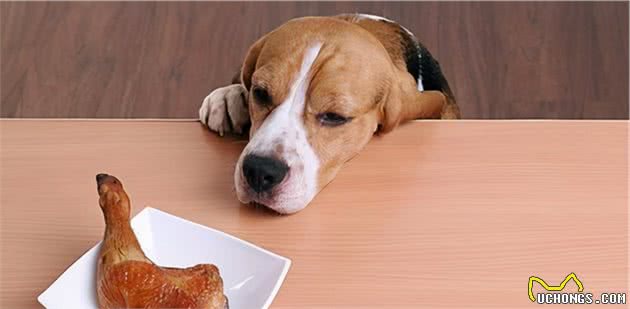 狗狗可以吃的常见食物，别让它再眼巴巴地看着了