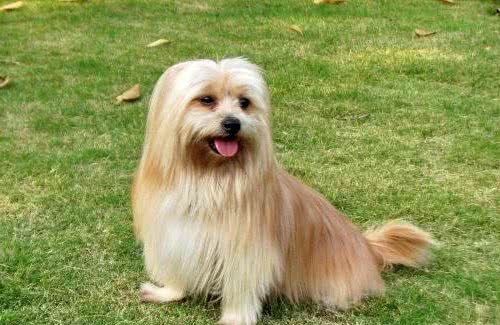 地球上10大笨狗，西施犬与北京犬均上榜，你养了吗？