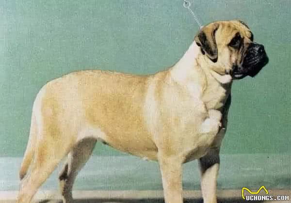 地球上10大笨狗，西施犬与北京犬均上榜，你养了吗？