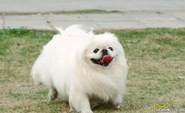 地球上10大笨狗，西施犬与北京犬均上榜，你养了吗？