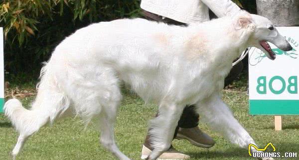 地球上10大笨狗，西施犬与北京犬均上榜，你养了吗？