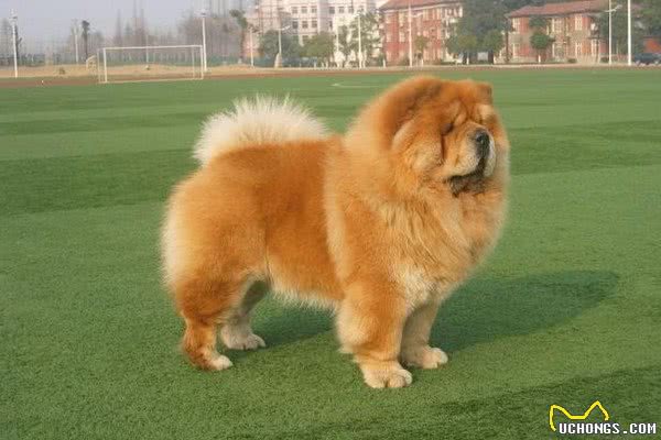 地球上10大笨狗，西施犬与北京犬均上榜，你养了吗？
