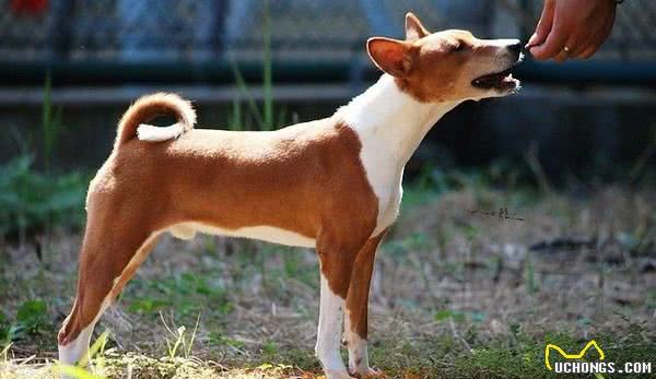 地球上10大笨狗，西施犬与北京犬均上榜，你养了吗？