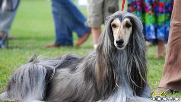 地球上10大笨狗，西施犬与北京犬均上榜，你养了吗？
