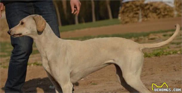 山东细犬和陕西细犬的区别在哪里？