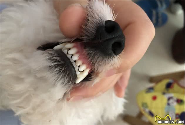 比熊犬身上这些部位，只有它爱的人才能碰