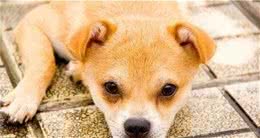 狗狗关节炎不是小问题，这些事情一定要避免