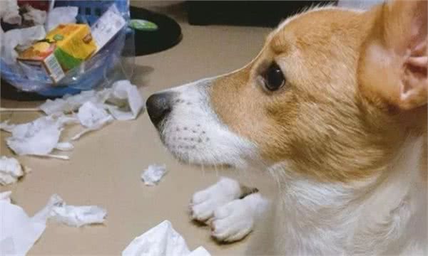 狗狗其实只分两种，一种是来报恩的，一种是来讨债的
