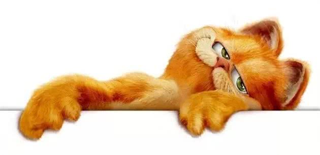 猫咪品种大盘点2：异国短毛猫（加菲猫）