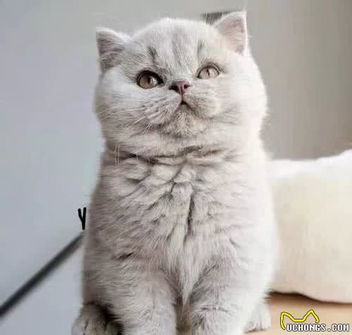猫咪品种大盘点2：异国短毛猫（加菲猫）