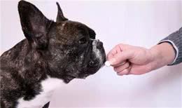 狗狗有这些行为，赶紧给它驱虫，再拖身体就“爬满虫”了