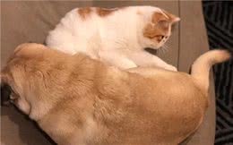 巴哥与加菲猫整日敌视，如今竟相互依偎秀恩爱？猫咪：快来救朕
