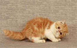 盘点加菲猫的5大缺点，看完之后不想养了