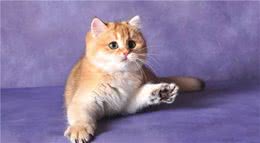 猫咪每天需要的营养成分有哪些？你了解吗？