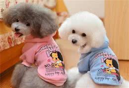 这辈子，我一定要养一只“泰迪犬”