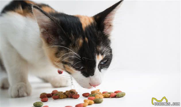 辟谣：宠物驱虫药不止是杀死寄生虫！还会对猫狗有副作用产生