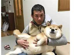 为何柴犬地位不如从前了？背后的几个原因令人唏嘘