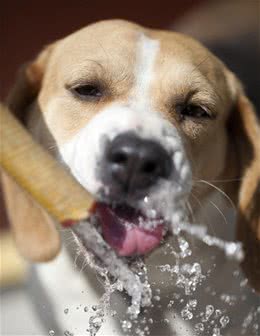 狗子突然大量喝水，其实暗示这５件事，主人要注意了