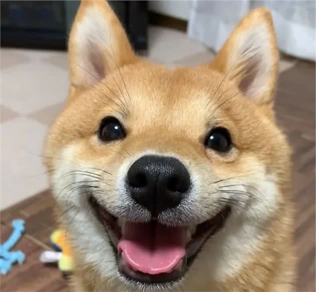 拥有“魔力”的柴犬，看到它们的小模样，你也会跟着微笑