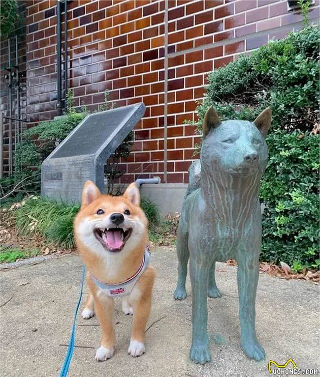 拥有“魔力”的柴犬，看到它们的小模样，你也会跟着微笑