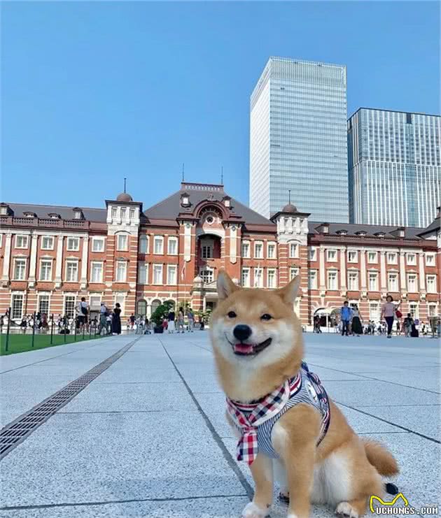 拥有“魔力”的柴犬，看到它们的小模样，你也会跟着微笑