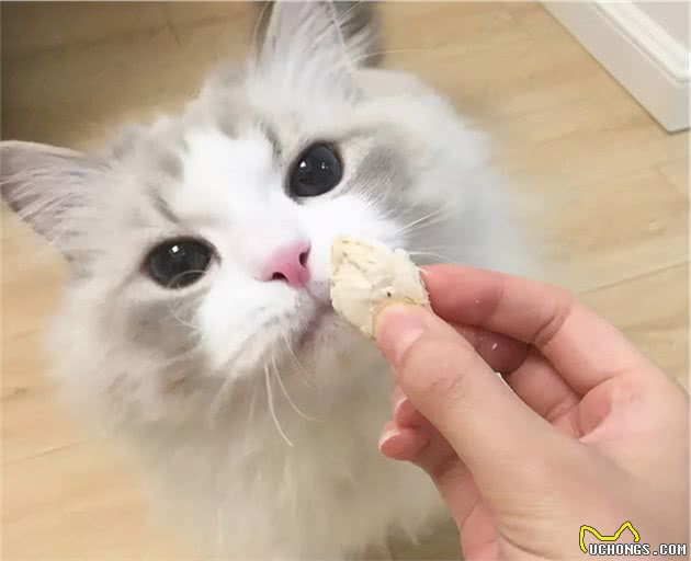 被誉为“猫中仙子”的布偶，你了解它吗？