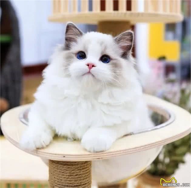 被誉为“猫中仙子”的布偶，你了解它吗？