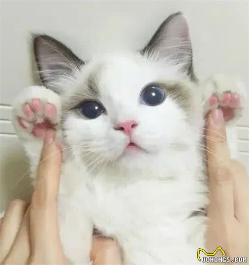 被誉为“猫中仙子”的布偶，你了解它吗？