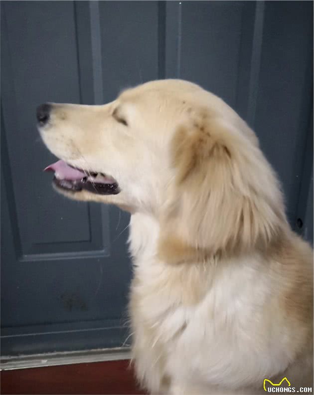 网购金毛犬给它修毛后，好好金毛秒变拉布拉多，众人劝其退货
